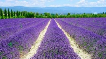 Provence